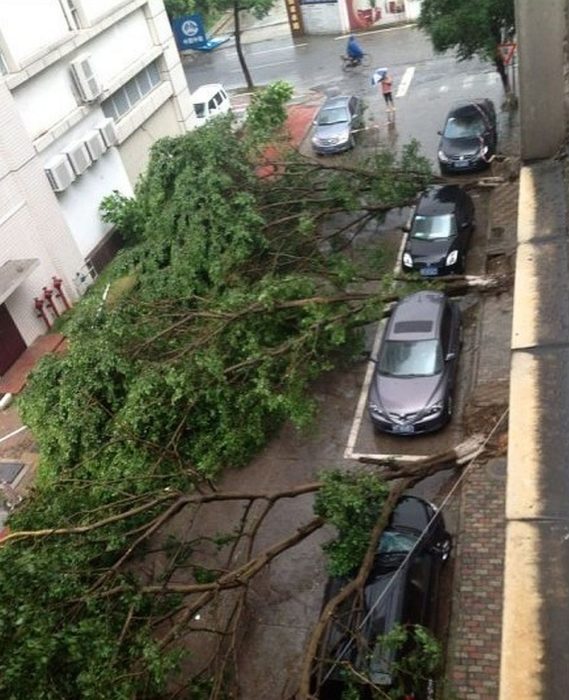 árboles tirados en estacionamiento