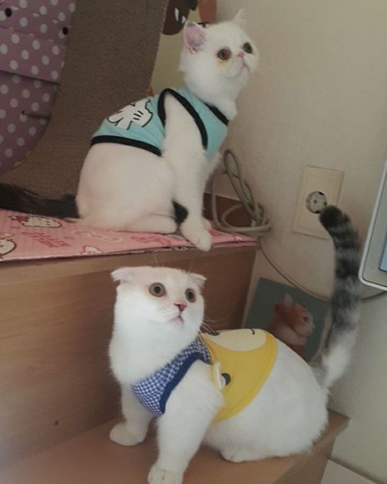 dos gatos con camisetas