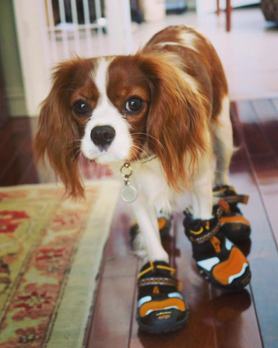 perrito con zapatos grandes 