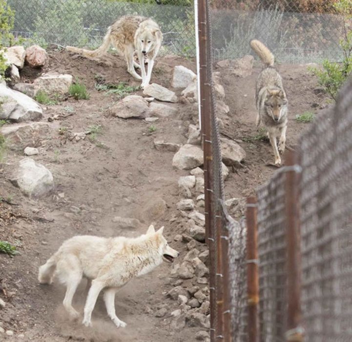 Perros lobos manada