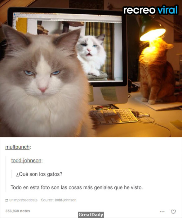 gato gruñon