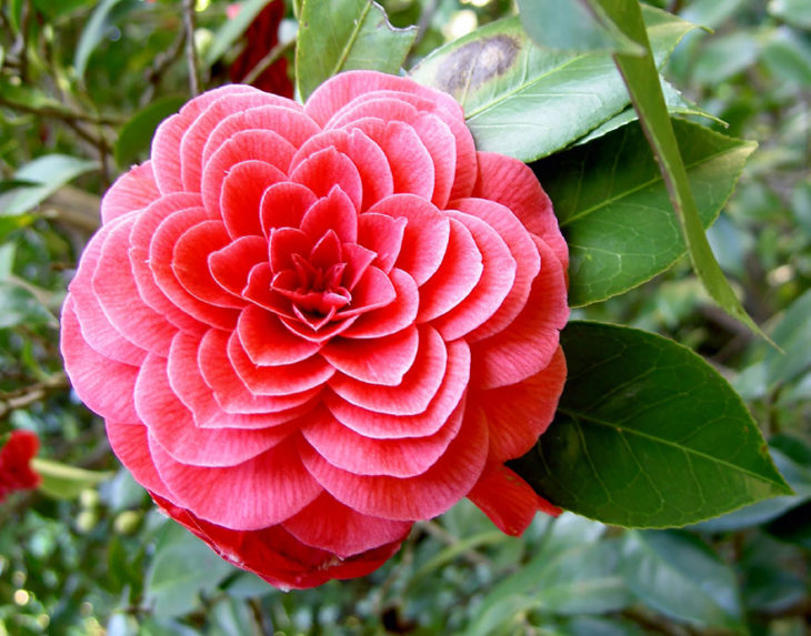 flor rosa simétrica 