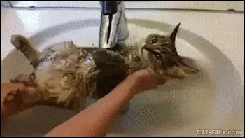 gato bañándose en el lavabo 