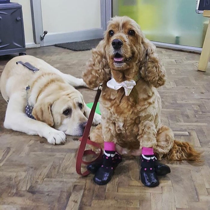 dos perritos, uno tiene zapatos