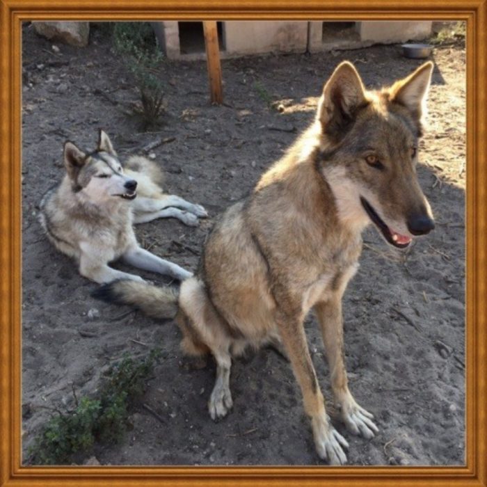 Perro lobo y perra loba