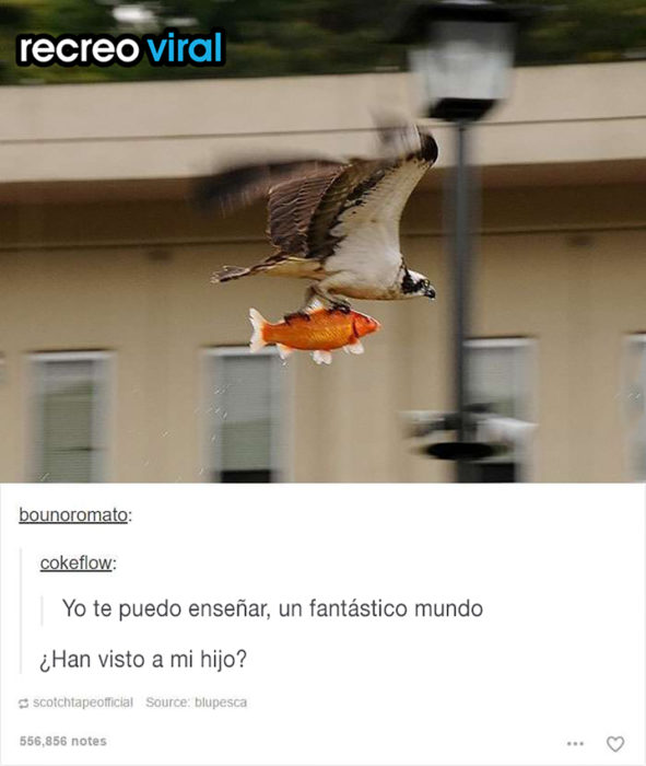 pájaro cargando un pez