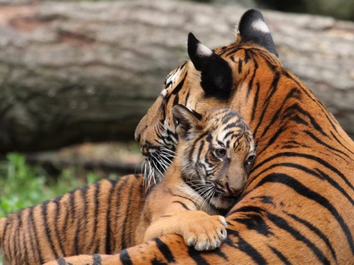 mamá tigre abraza a bebé tigre