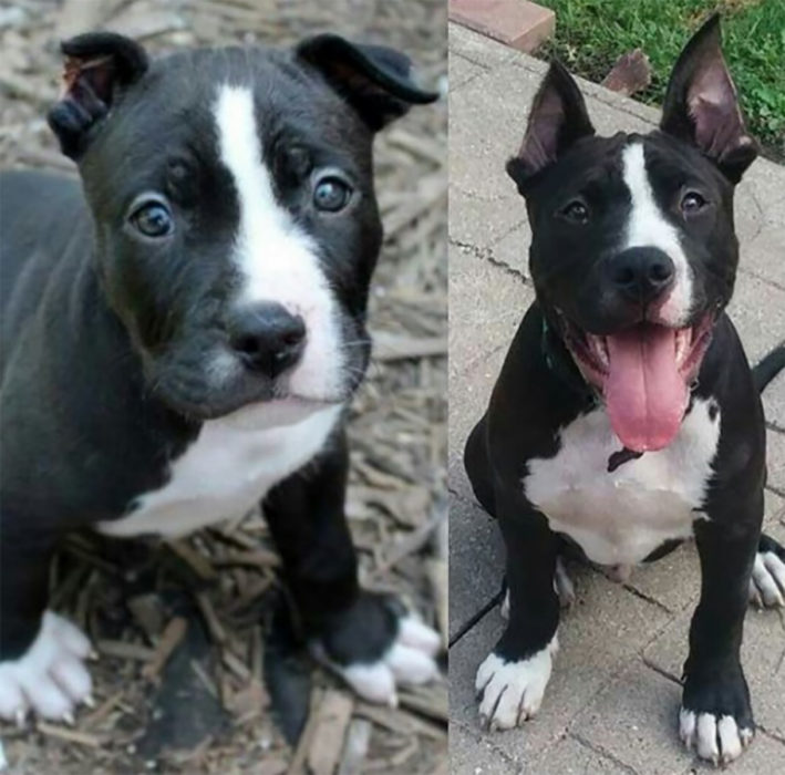 perrito negro con las orejas cortadas antes y después de ser rescatado
