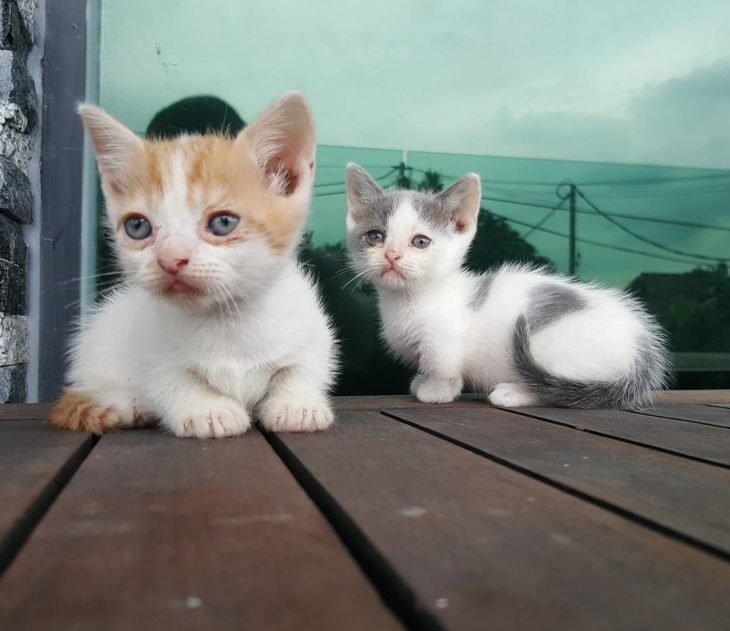 dos gatos pequeños y tiernos 