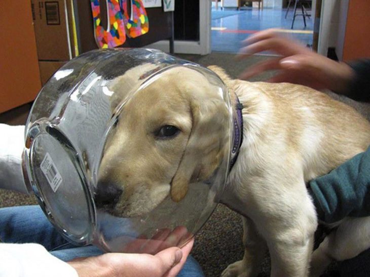 perro con la cara atorada en un frasco