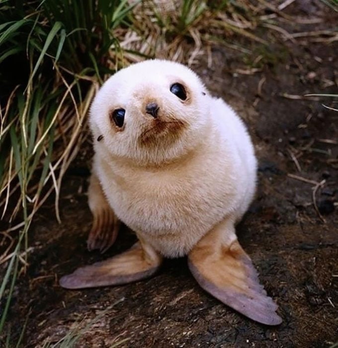 bebé foca