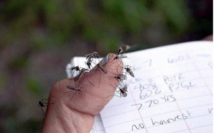 mosquitos en el dedo de una persona