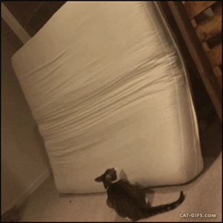gato saltando en un colchón 
