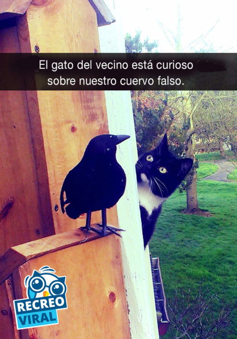 gato viendo a un cuervo 