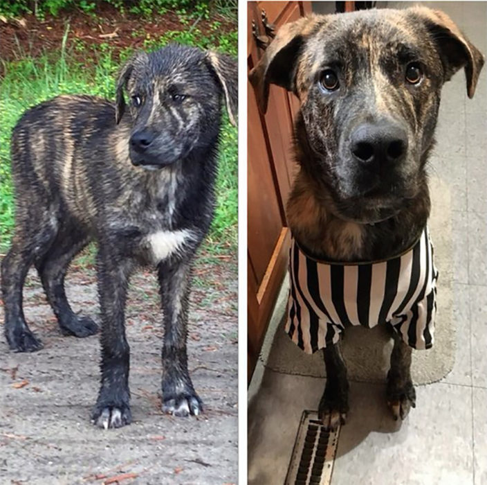 perrito sucio antes y después de ser rescatado