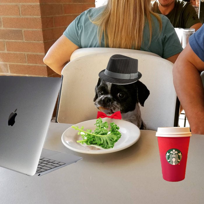 photoshop perro hipster