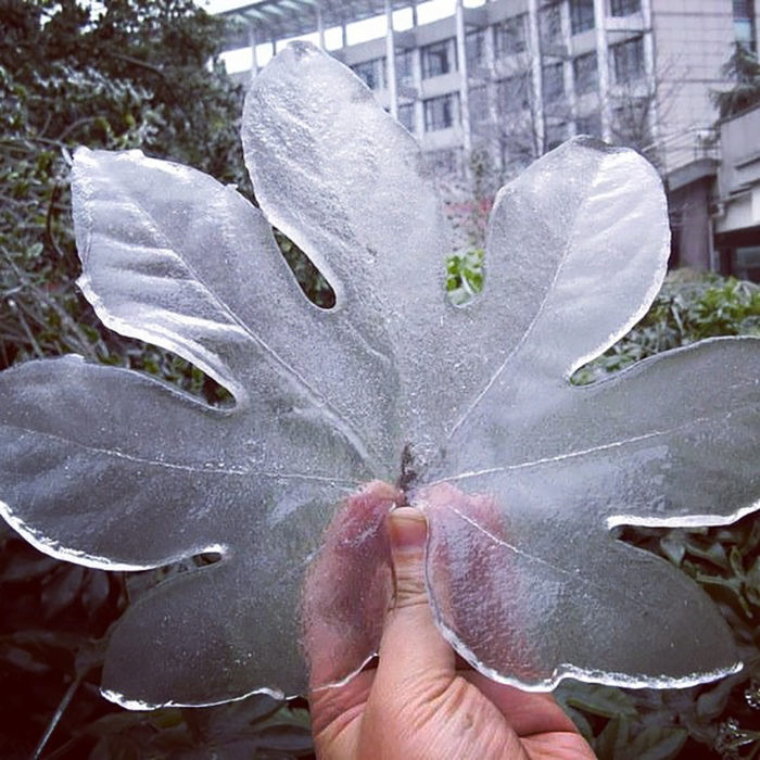 mano sosteniendo un pedazo de hielo en forma de hoja