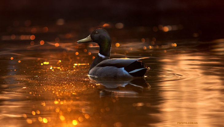 pato sobre el agua naranja