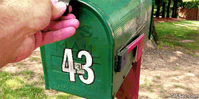 perrito dentro de caja de correo 