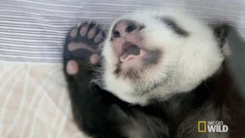 Bebé panda trata de despertar