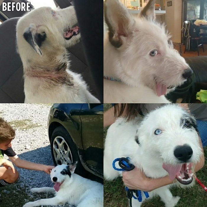 perrito de ojos grises antes y después de ser rescatado 