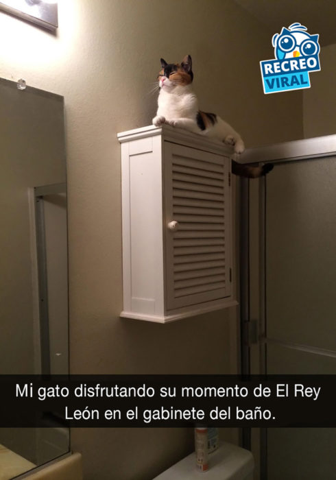 gato encima de gabinete de baño