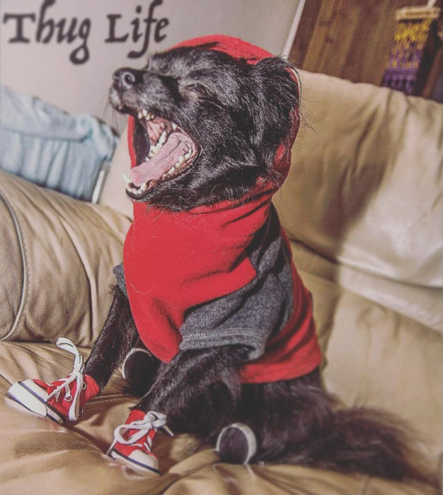 perro con sudadera roja y zapatos convers