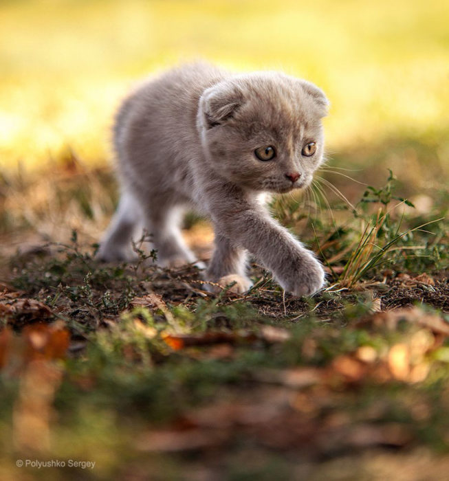 gatito pequeño sobre la tierra en otoño