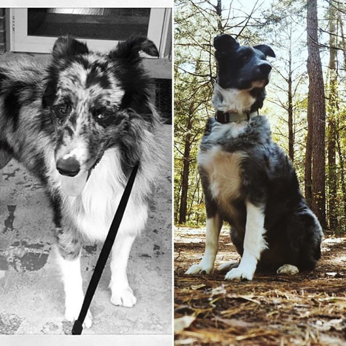 perrito con manchas antes y después de ser rescatado