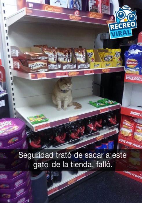 gato en estante de tienda