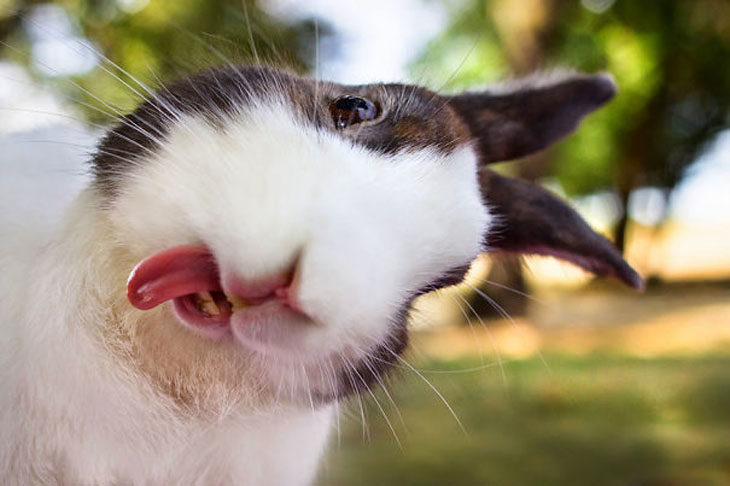 conejo sacando la lengua