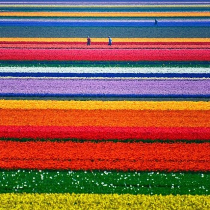 campos de flores