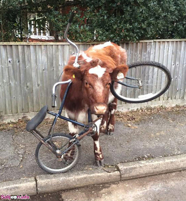 vaca con la cabeza atorada en una bici