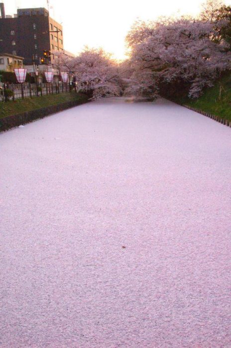 Canal cubierto de pétalos de cerezo