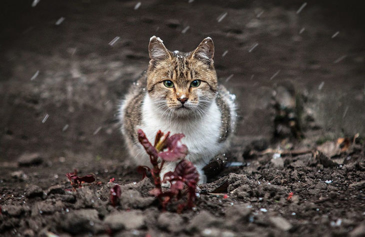 gato acurrucado bajo la nieve