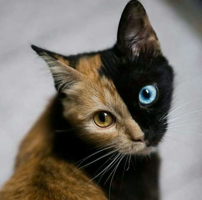 gato de dos colores de pelaje y ojos