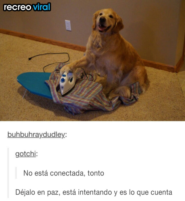 perro con plancha de ropa