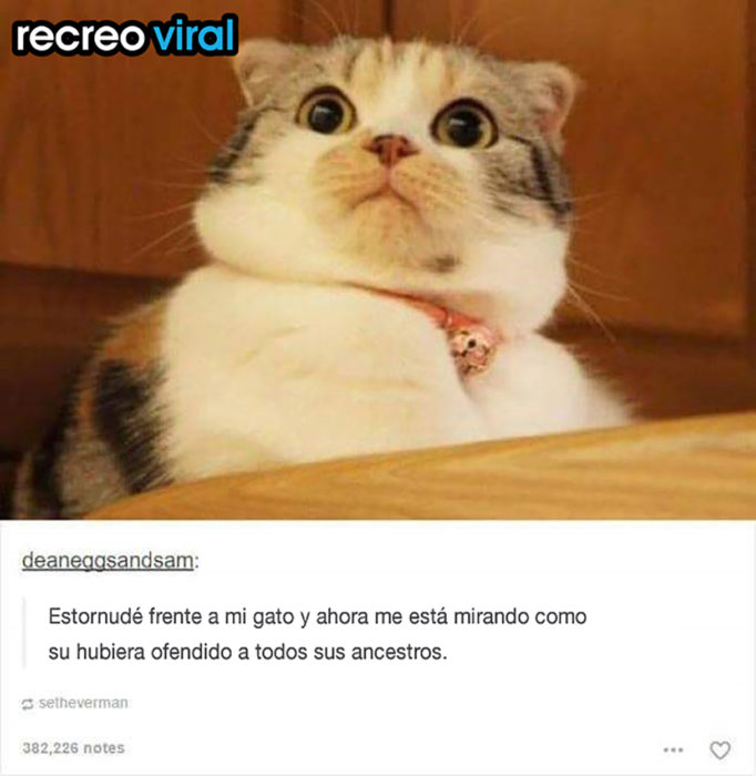 gato asustado