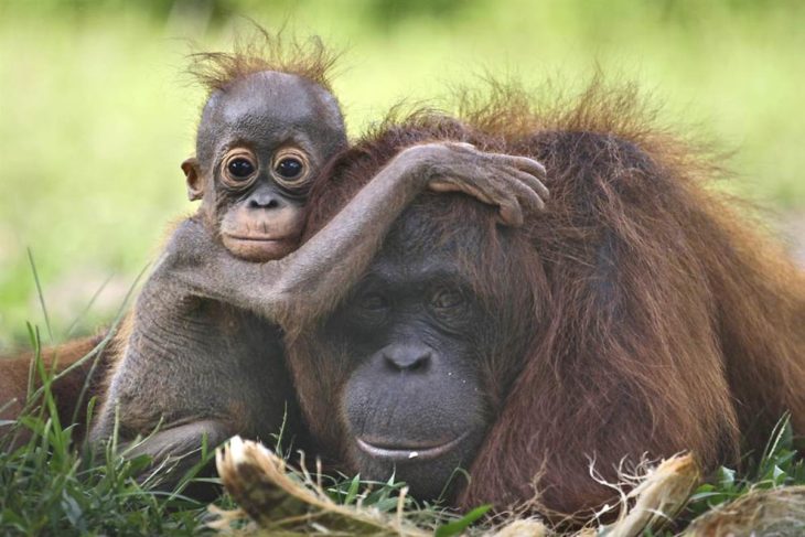 oragután mamá y bebé