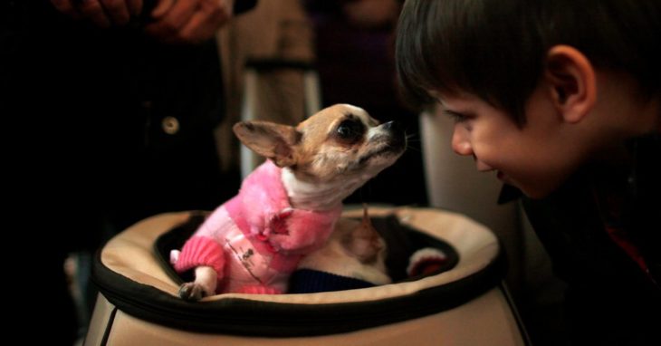 niño mirando a los ojos a un perro