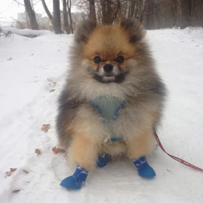 perro con pelaje esponjoso y zapatitos en la nieve