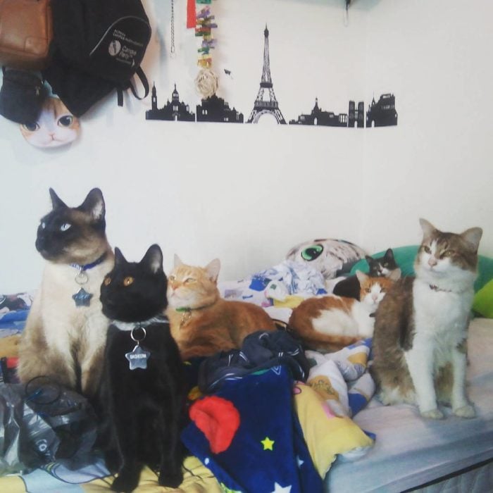 grupo de gatos en una habitación 