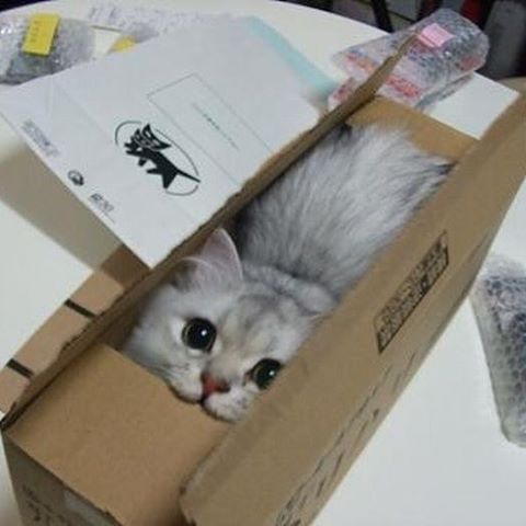 gato dentro de una caja