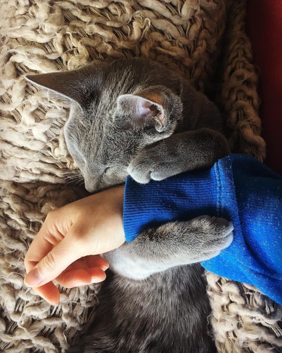 gato abrazando el brazo de una humana