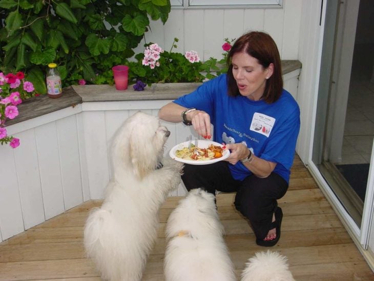 persona alimentando perros