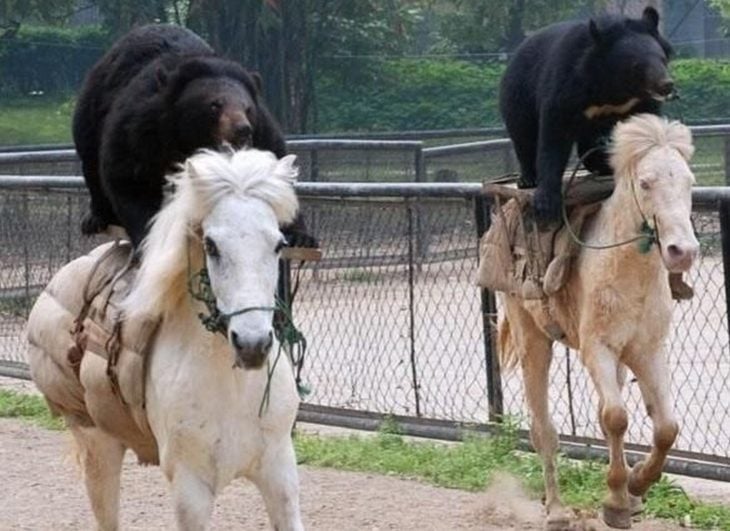 osos montados en caballos