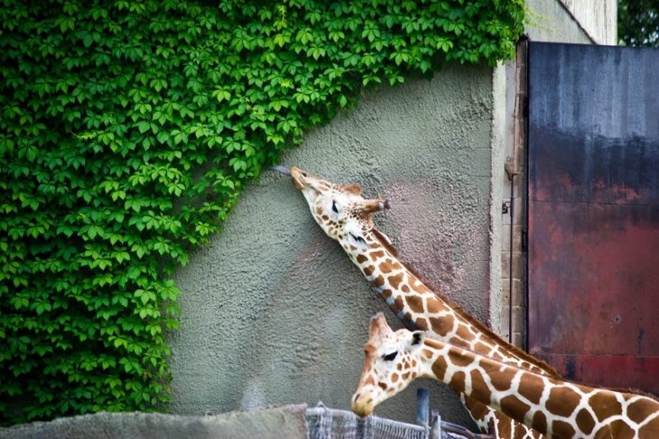 jirafas comiendo dejan una fracción de círculo sin césped 