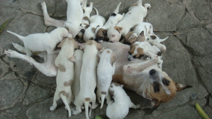 perrita amamantando a sus cachorros