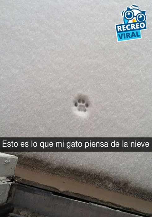 huella de gato en la nieve