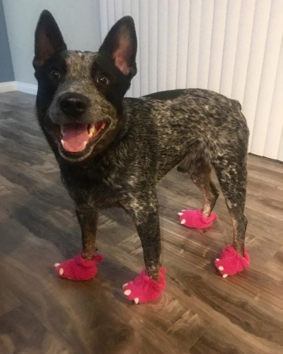 perrito con zapatos en forma de garras